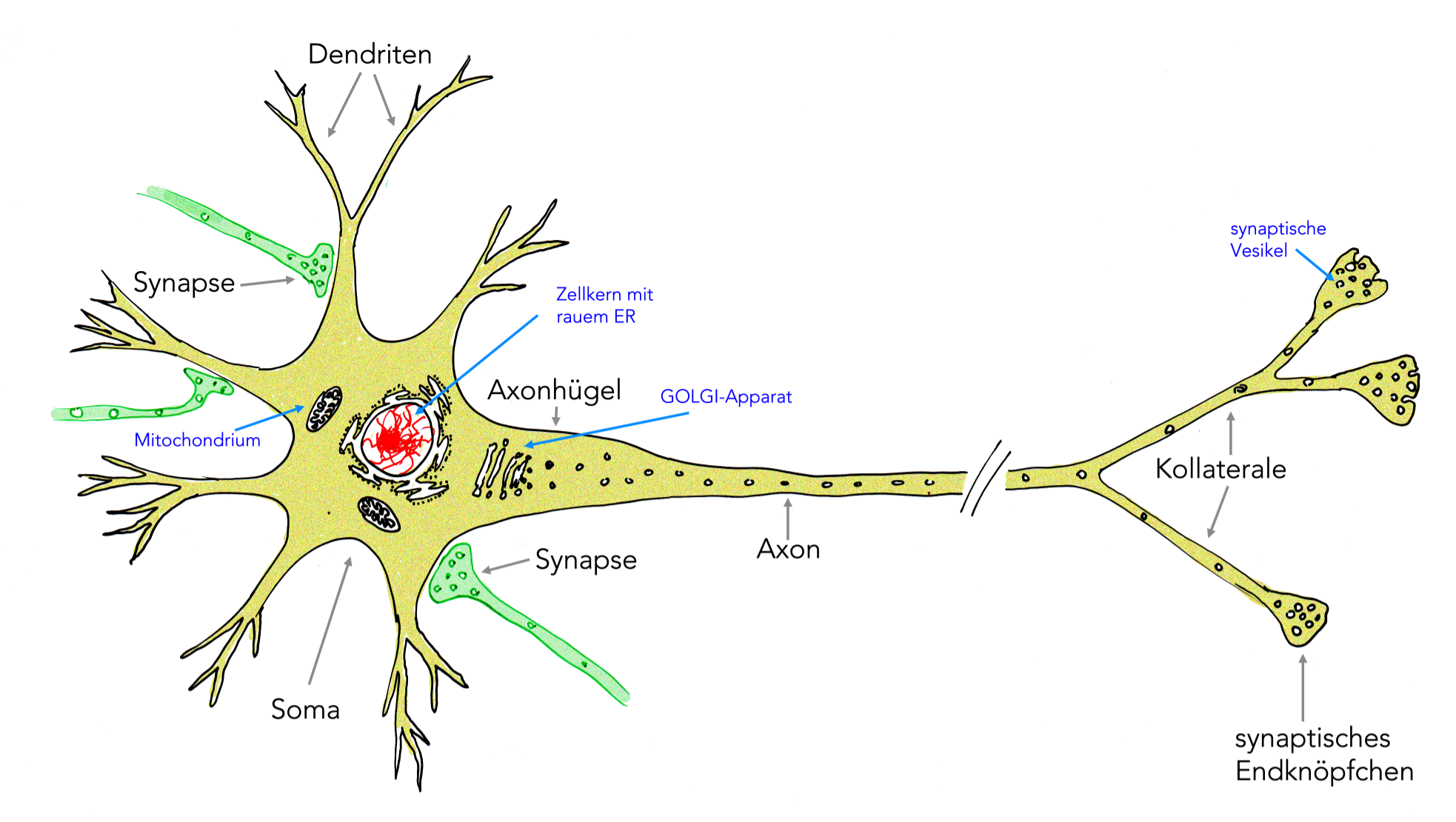 Grafik: Bau einer Nervenzelle