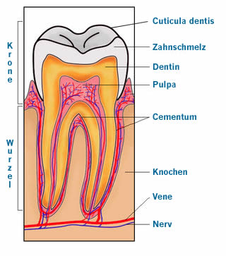 Grafik: Zahnaufbau